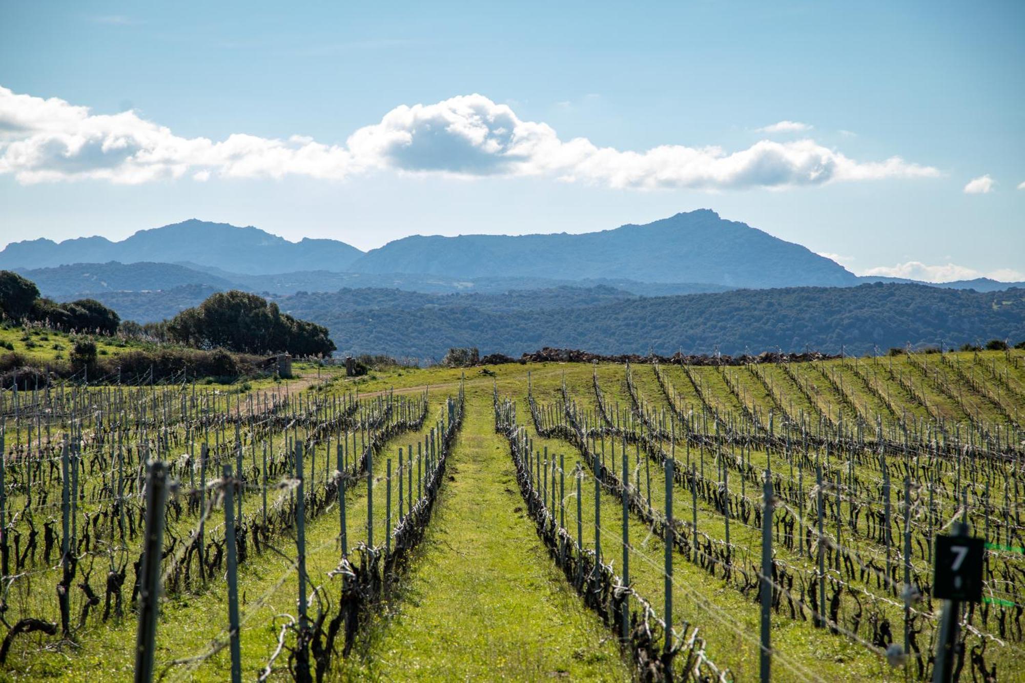 Vila Cantina&Agriturismo Canu Luogosanto Exteriér fotografie