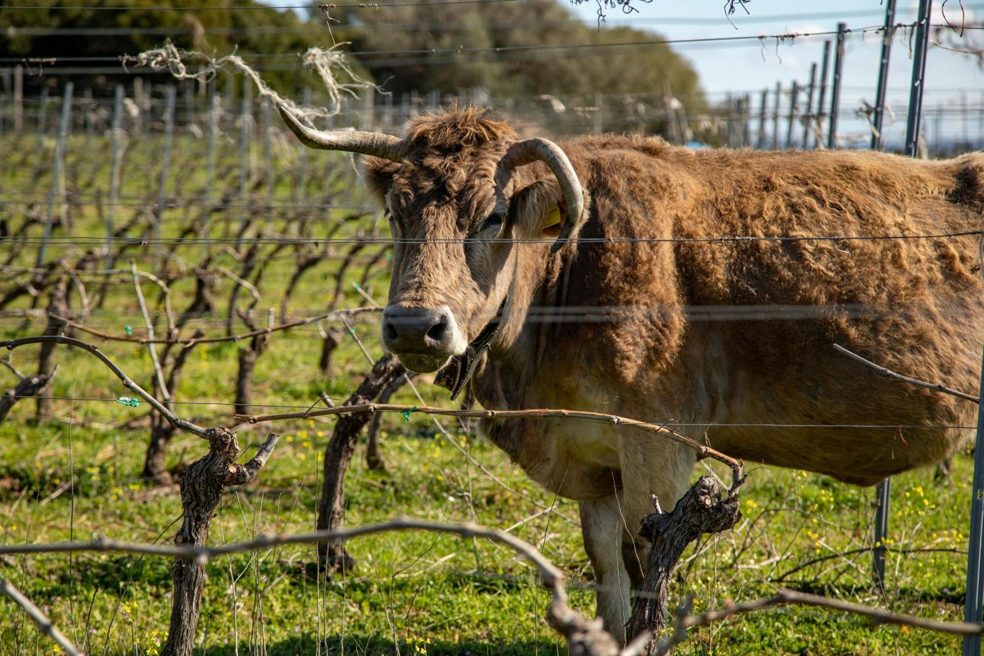 Vila Cantina&Agriturismo Canu Luogosanto Exteriér fotografie